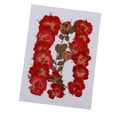 thumbnail image 2 of Flores secas naturales perfecl Colecciones Orgánicas DIY Arte de Scrapbooking Decoraciones Florales, 2 of 8