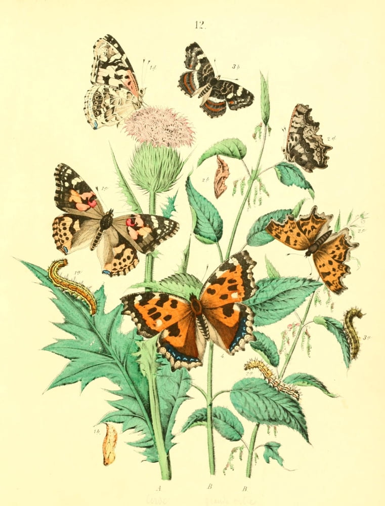 Muse Entomologique