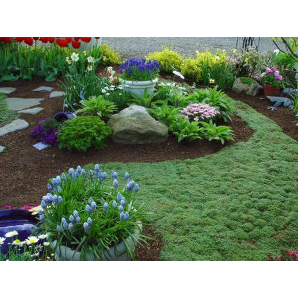 Classy Groundcovers Elfin Creeping Thyme Mother of Thyme {25 Pots 3