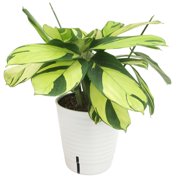 Ctenanthe 'Golden Mosaic' in 6" Self-Watering Pot, Air Purifying Live Plant Decor