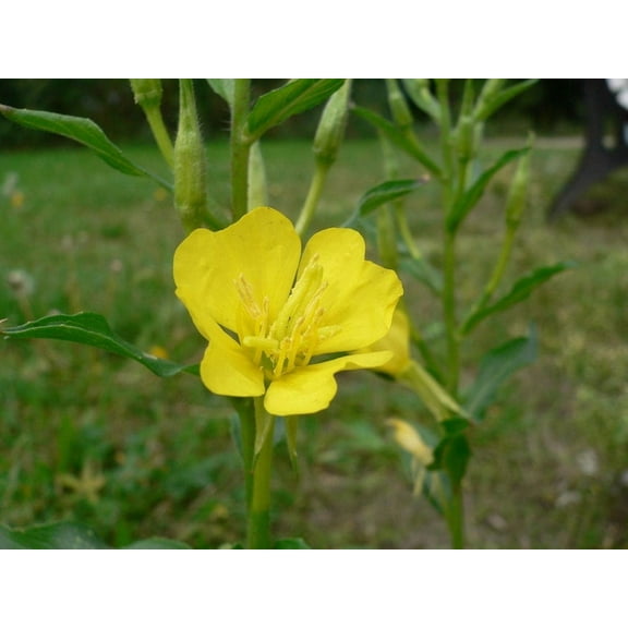 Evening Primrose Oenothera biennis Meadow Wildflowers Premium Seeds for Planting
