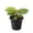 1 Plant, variant on Calathea Fasciata - 2 Live Starter Plants - Calathea Rotundifolia - Beautiful Large Leaf Striped Foliage Houseplant