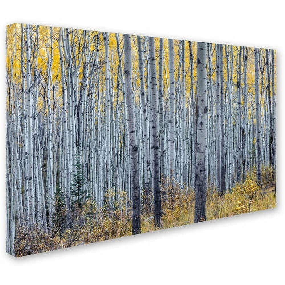 Trademark Fine Art 'Forest of Aspen Trees' Canvas Art by Pierre Leclerc