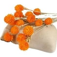 thumbnail image 3 of QZS Natural Dried Globe Amaranth Flower,Orange Globe Amaranth Dried Flower Bundles,30Pack Natural Dry Floral Arrangements for Vase,Party Decor, 3 of 6