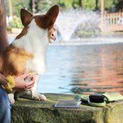 Safari Dog Self-Cleaning Slicker Brush, Small
