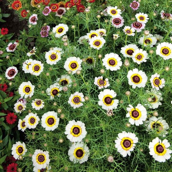Eden Brothers Daisy Seeds (Painted) - Polar Star