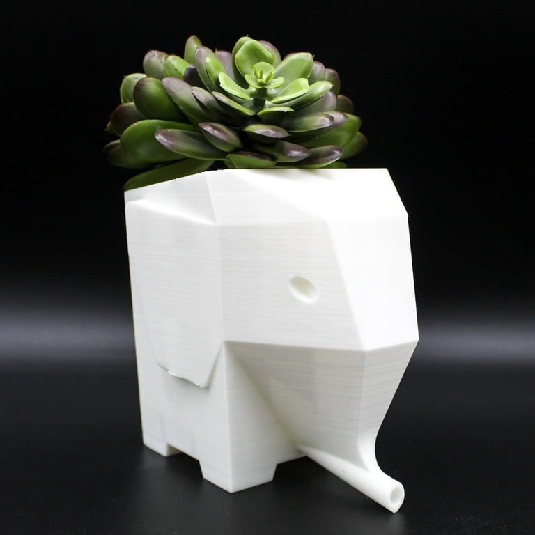 cotyledon pendens succulent Cotyledon Pendens Succulent Care Guide | Cliff Hanger Plant