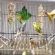 thumbnail image 3 of Juego de juguetes para pájaros de 8 piezas, juguetes para masticar para loros, campanas colgantes, columpio para jaula de pájaros para pinzones, periquitos pequeños y más, 3 of 5