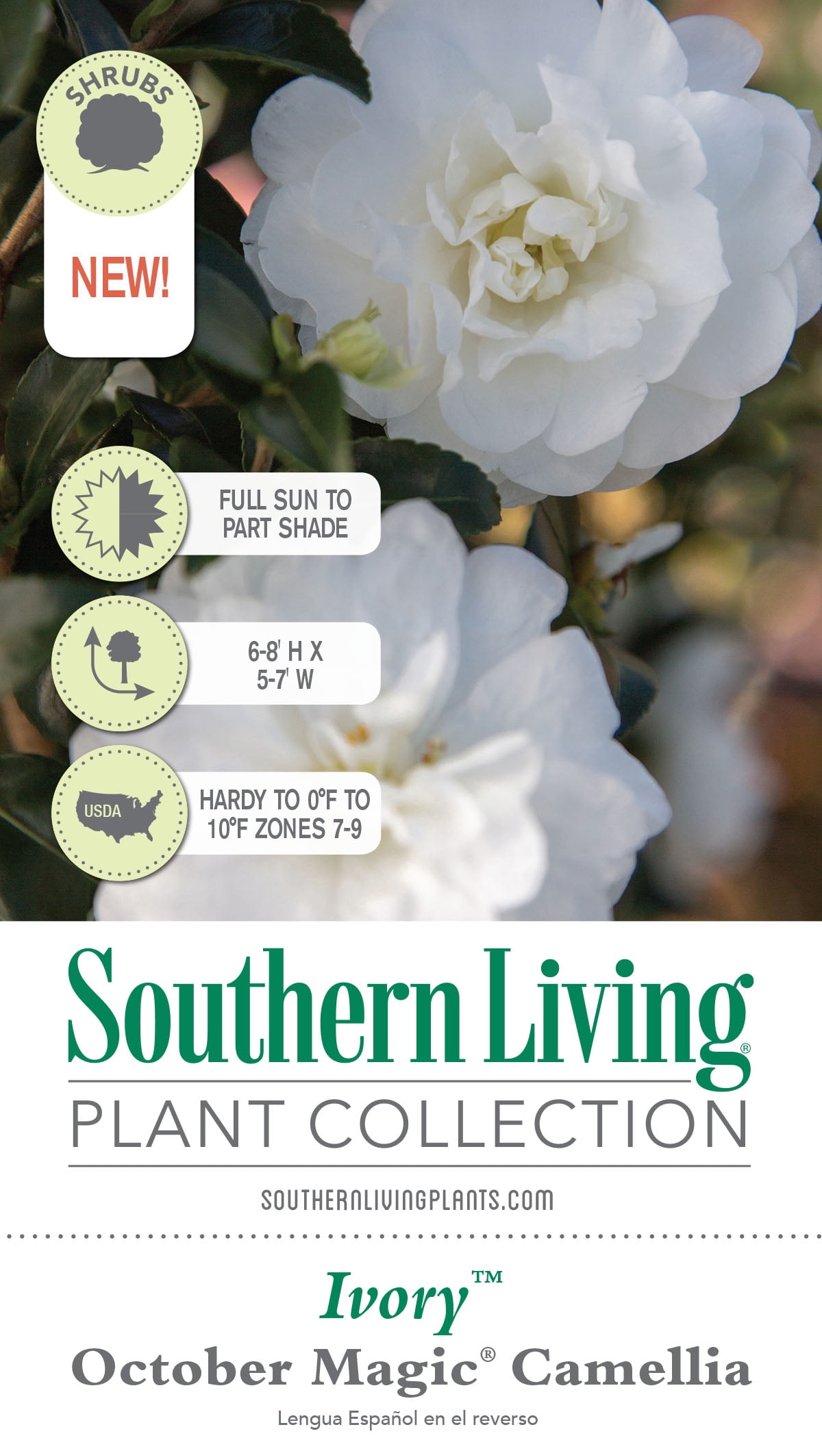 Southern Living October Magic Ivory Camellia Live Shrub in 2-Gallon Grower Pot