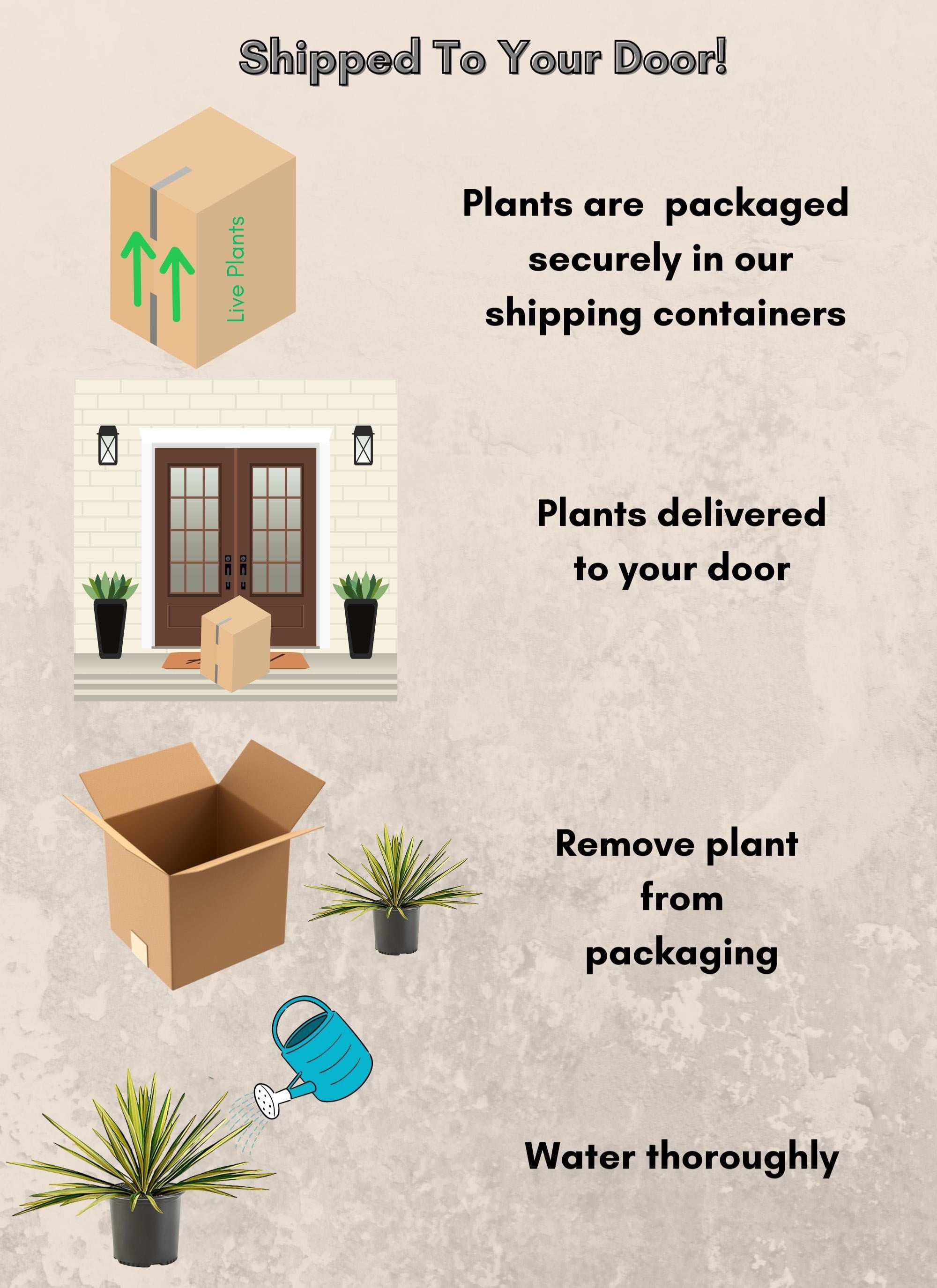 Expert Gardener Yucca Live Shrubs