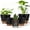 Black&Brown, variant on FIASON 5 Pack 6 Inch Self Watering Plant Pots, Black with Brown Planters with Watering Lip, Drainage Holes & Removable Saucer, Small Flower Pots for Indoor Outdoor Garden House Plants