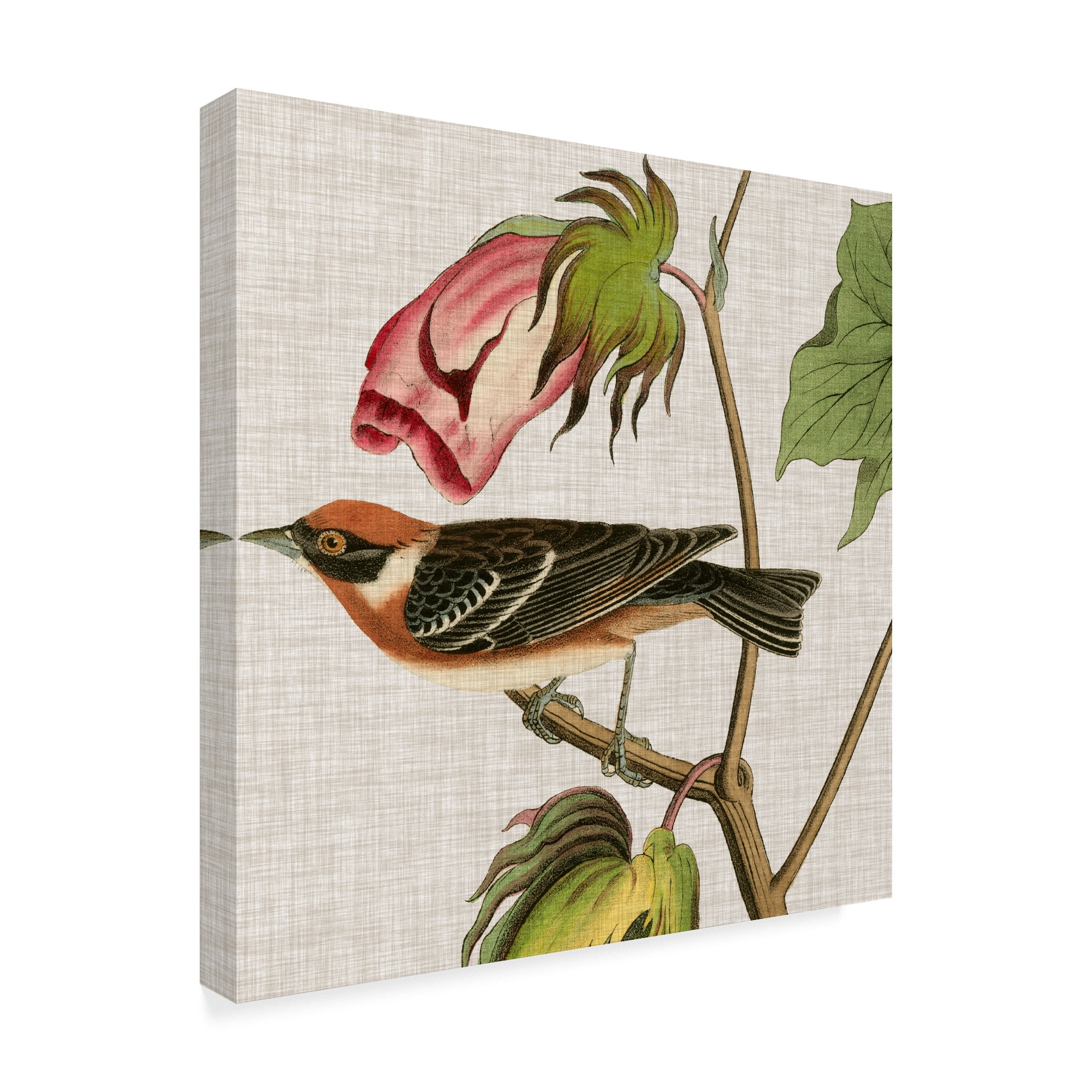 Trademark Fine Art 'Avian Crop VI' Canvas Art by John James Audubon