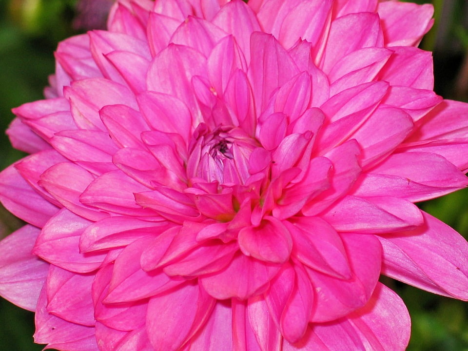 Flower Dahlia Pink Dahlias Garden Bloom Blossom20 Inch By 30 Inch
