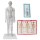 thumbnail image 1 of Acupuncture Meridians Model, PVC Acupuncture Model White  For Medical School For School For Teaching For Classroom ANGGREK Acupuncture Needle Model Set, 1 of 8