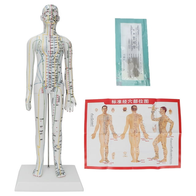 Modelo de meridianos de acupuntura para mujeres con base y juego de agujas de acupuntura.