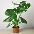thumbnail image 4 of Monstera 'Split-Leaf', 8" Pot, Indoor Houseplant, Easy Care, Live Plant for Indoor & Outdoor, 4 of 9