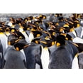 thumbnail image 2 of Goff, Ellen B. 32x23 Gold Ornate Wood Framed with Double Matting Museum Art Print Titled - Southern Ocean-South Georgia-Picture of a group of king penguins, 2 of 4