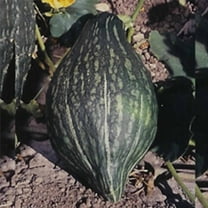 Green Hubbard Winter Squash Garden Seeds - 5 Lbs Bulk - Non-GMO, Heirloom - Vegetable Gardening Seed