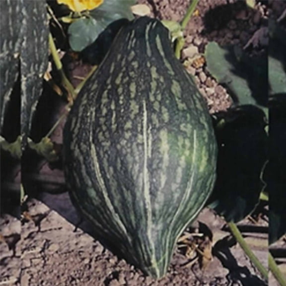 Green Hubbard Winter Squash Garden Seeds - 5 Lbs Bulk - Non-GMO, Heirloom - Vegetable Gardening Seed