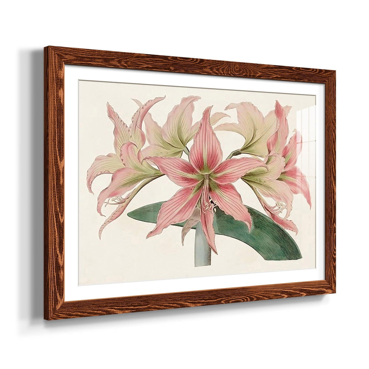 Amaryllis Varietals I-Premium Framed Print - Ready to Hang