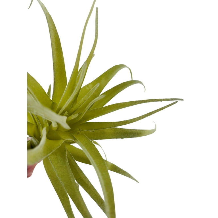 Air Plants, Faux, Artificial, Fake Tillandsia Bromeliads(set of 4