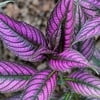 Altman Plants 4 in Strobilanthes Persian Shield Plant Collection (4-Pack)