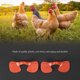 thumbnail image 2 of 100 piezas de gafas para pollos Gafas para mirones Gafas para anteojeras de faisán Protector contra picoteo en los ojos A lo lejos, 2 of 4