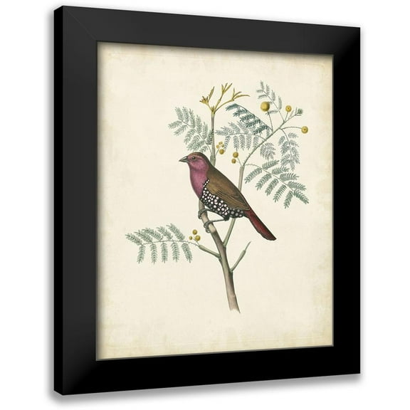 Unknown 12x14 Black Modern Framed Museum Art Print Titled - Delicate Birds II