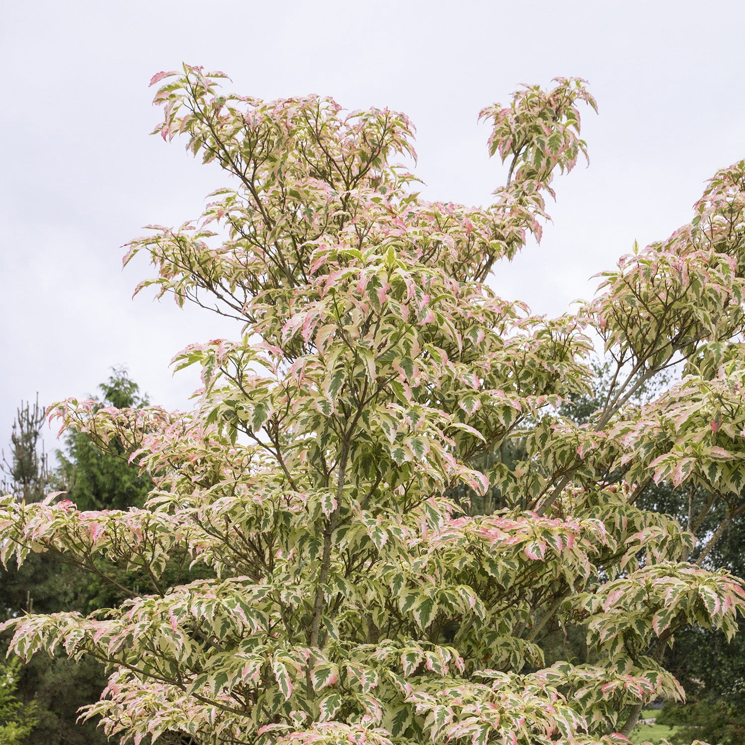 Expert Gardener 4-5' Dogwood Summer Fun in 1 gal. Grower Pot