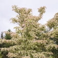 thumbnail image 2 of Expert Gardener 4-5' Dogwood Summer Fun in 1 gal. Grower Pot, 2 of 6