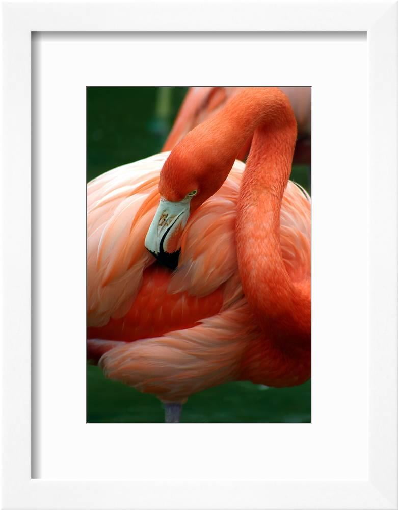 A Pink Flamingo Grooming Herself at Sea World, Orlando, Florida, Animals  Framed Art Print Wall Art by Bo Vilmos Widerberg Sold by  -  