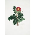 thumbnail image 3 of Mary Lawrance 11x14 Black Modern Framed Museum Art Print Titled - Rosa Ferox (1799), 3 of 5