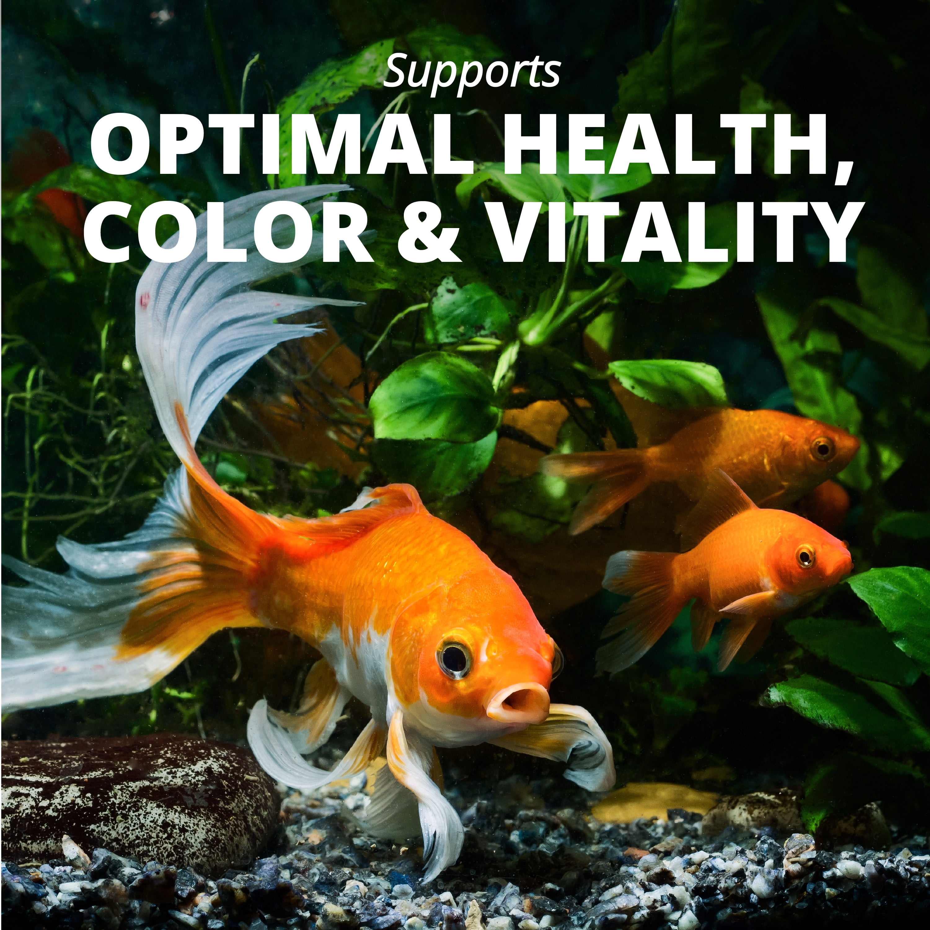 (4 pack) Tetra Goldfish Flakes, Balanced Diet Fish Food, Clear Water Formula, 2.2 oz.