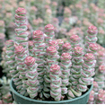 thumbnail image 5 of Crassula 'Baby's Necklace' Succulent Live Plant 2 Inch for Indoor Outdoor Home Office Garden Decor, 5 of 6