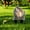 B, variant on Multi-Use Outdoor Garden Stake Ornament, Waterproof Flat Acrylic Memorial Ground Plug, Durable Yard Lawn Patio Courtyard Backyard Garden Decor Gift Daily Use