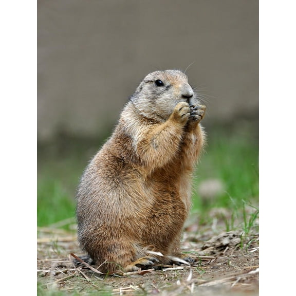 Wall Art Impressions 24x32in Photographic Quality Poster Black-Tailed Prairie Dog