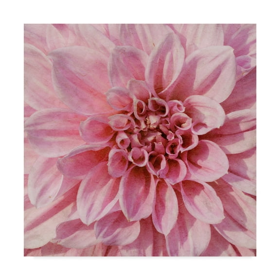 Trademark Fine Art 'Wall Flower VII' Canvas Art by Alonzo Saunders