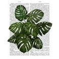 thumbnail image 2 of Fab Funky 12x14 Black Ornate Wood Framed with Double Matting Museum Art Print Titled - Monstera Plant, Green on White, 2 of 4