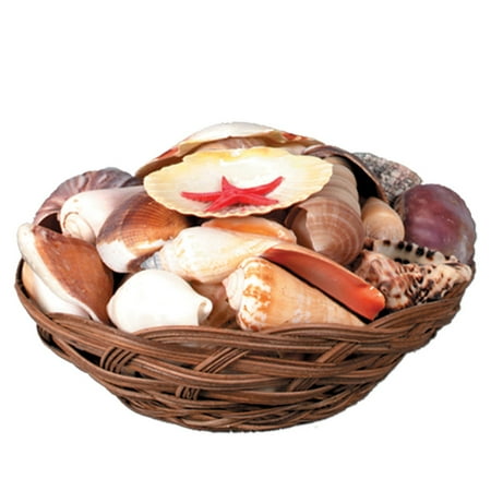 Pack Of 6 Seashell Wicker Basket Luau Party Decorations 6 5