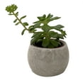 thumbnail image 3 of Owl Forest Friend Ceramic Planter with Succulent Plant - 3" Pot, 3 of 3
