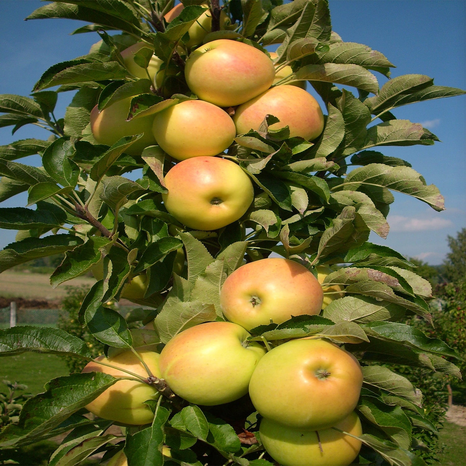Expert Gardener 2-3' Golden Treat™ Columnar Apple Live Tree in 1 gal. Grower Pot