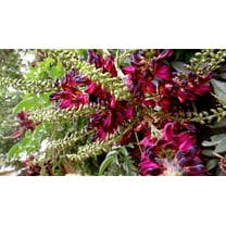 5 Red Wisteria Seeds Vine Climbing Flower Perennial Rare Tropical Seed