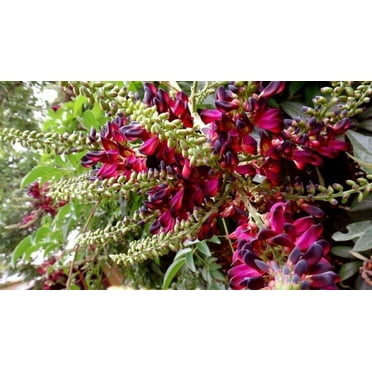 5 Red Wisteria Seeds Vine Climbing Flower Perennial Rare Tropical Seed