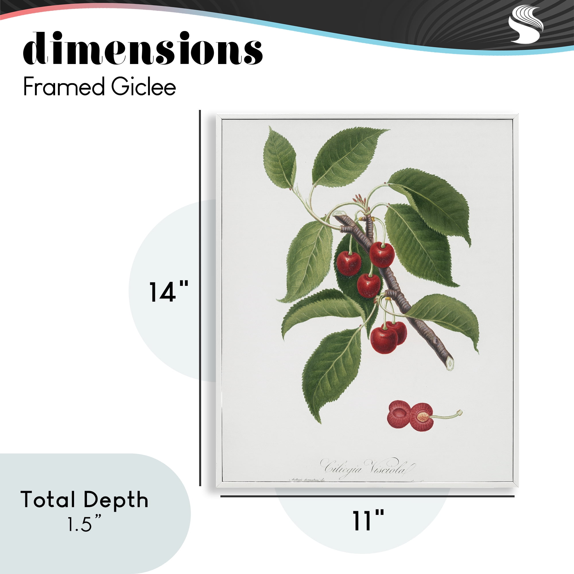 Latin Study of Cherry Plant White Framed Giclee Art, design by Lettered and Lined