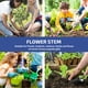 thumbnail image 4 of unbranded 30Ud De Para Flores Fáciles De Moldear Para Proyectos, 4 of 6