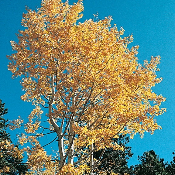 Quaking Aspen Dormant Bare Root Starter Shade Tree, 1-Pack