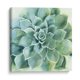 thumbnail image 1 of Cuadro decorativo - Verde Suculento Ii, Victoria Borges 80x80 Canvas Lab Botánica, Costal, Naturaleza, Tropical, 1 of 2
