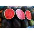 thumbnail image 3 of 100 *Seeds SUGAR BABY WATERMELON Citrullus lanatus Fruit Melon Seeds, 3 of 9