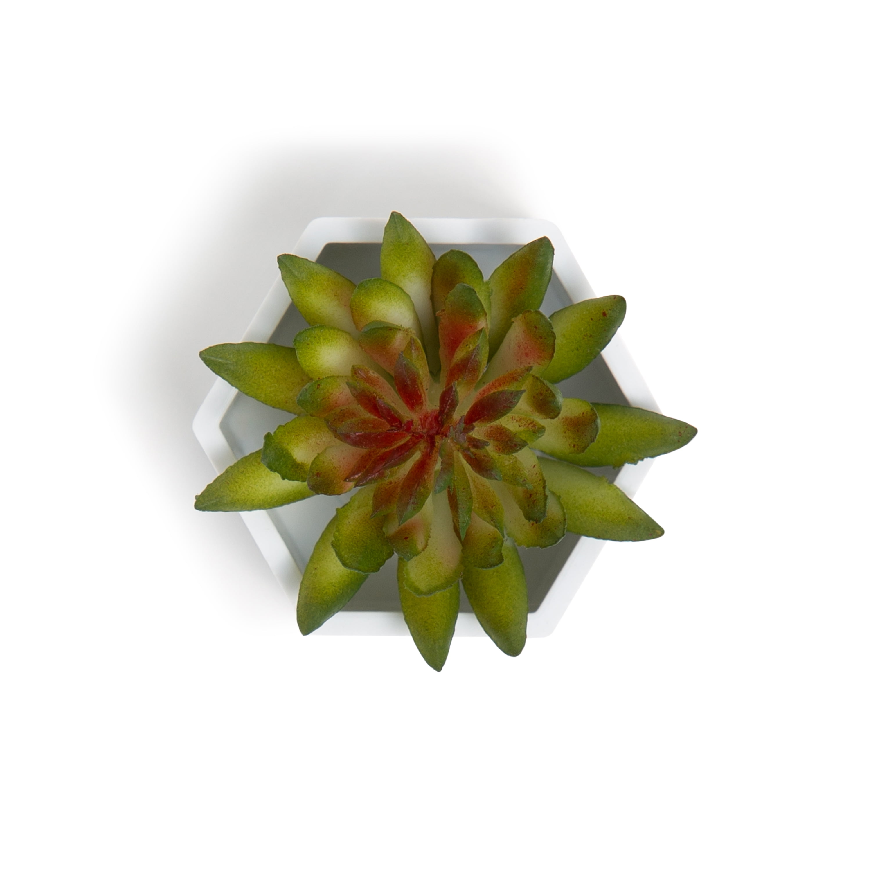 U Brands Hexagonal Succulent Magnets, Strong-Hold, Assorted Designs, 3 Count, 0.02 lb
