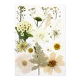 thumbnail image 1 of Yuarrent Juego de herramientas de flores secas, calcomanía de flores reales de maquillaje, materiales artesanales, etiqueta de espécimen prensado Decoración del hogar Blanco Yuarrent HA062473-01B, 1 of 6